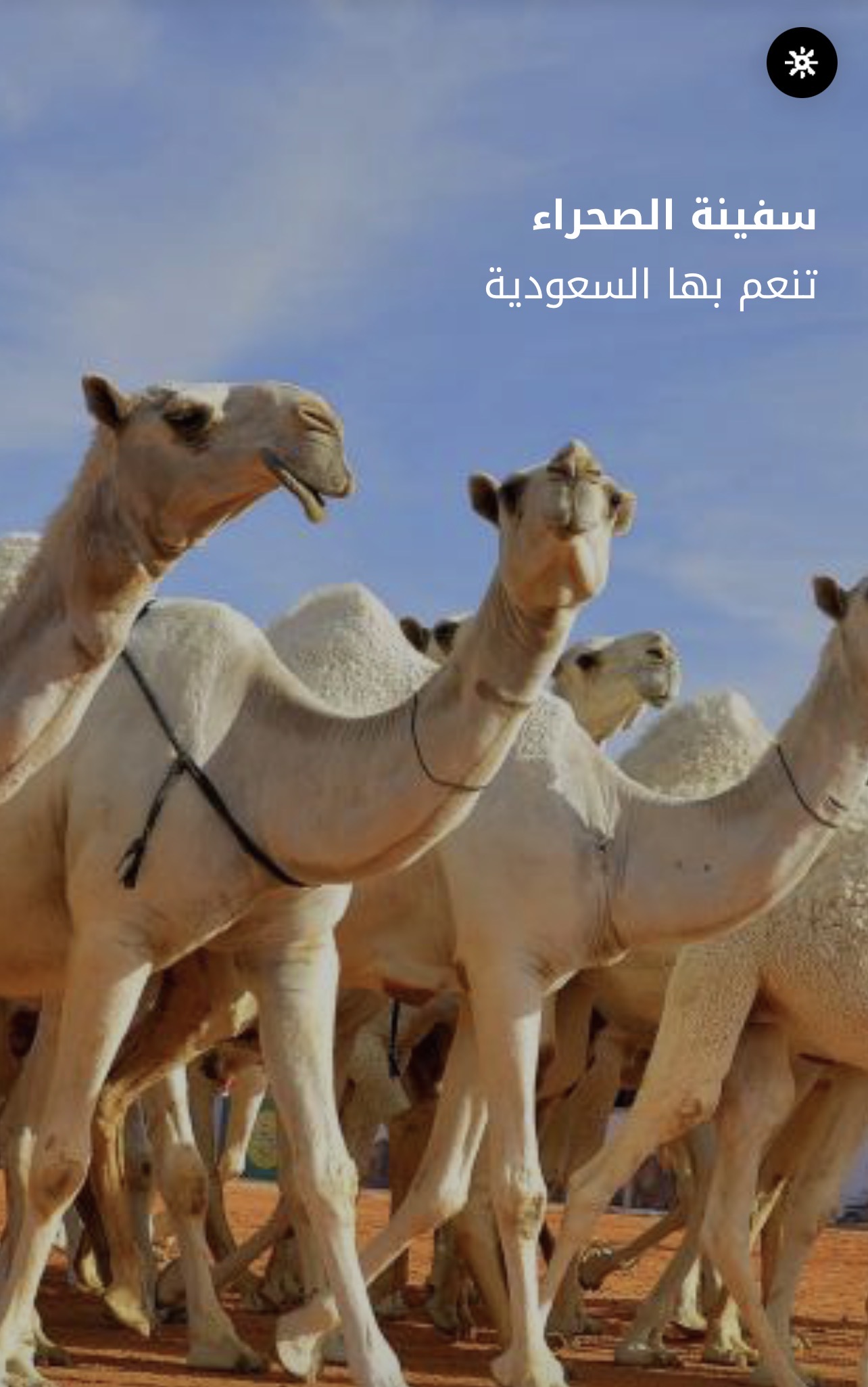 عام الإبل 2024